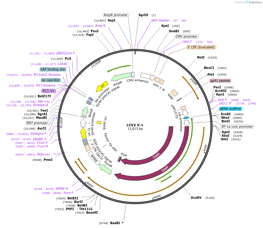 84804-plasmid-map-sequence-id-162603