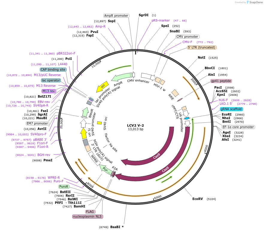 84805-plasmid-map-sequence-id-162604