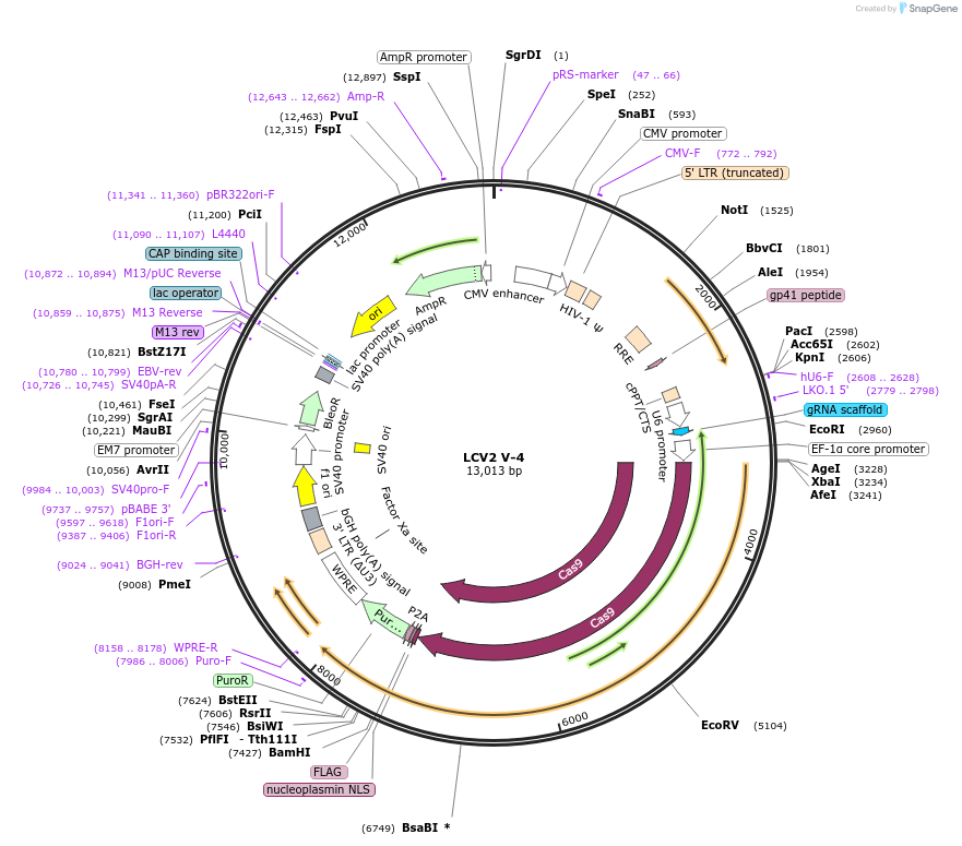 84807-plasmid-map-sequence-id-162606