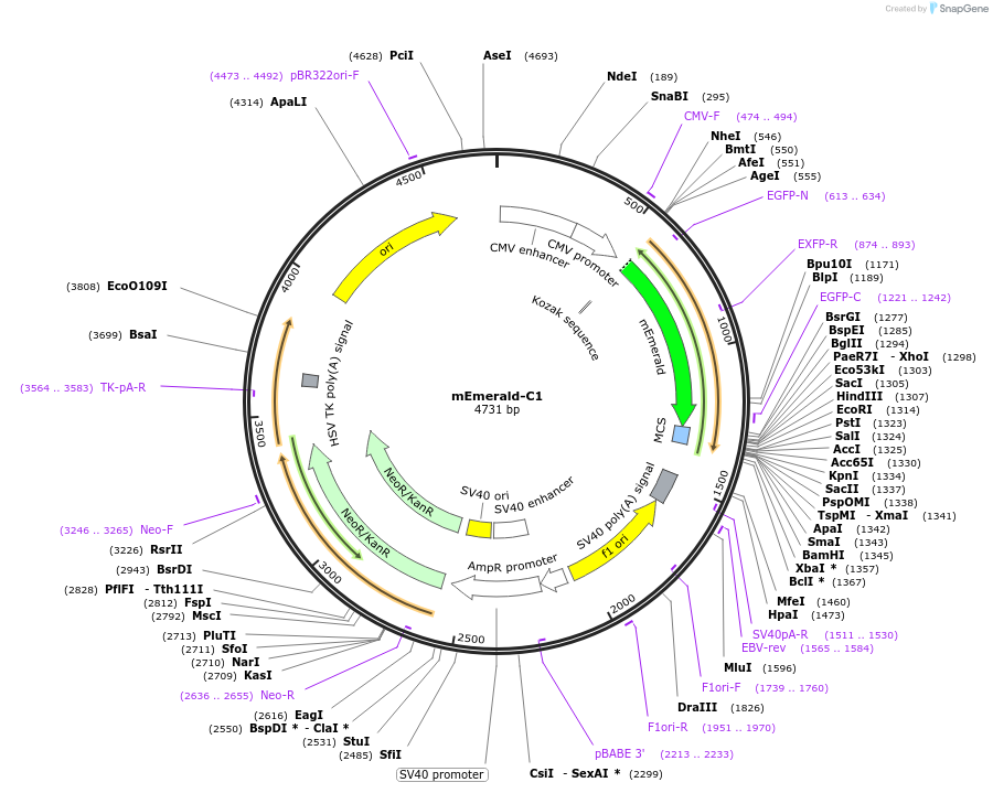 53975-plasmid-map-sequence-id-162690