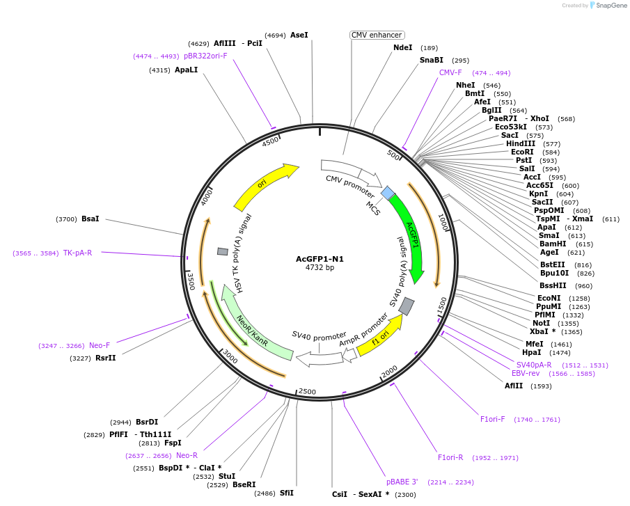 54705-plasmid-map-sequence-id-162699