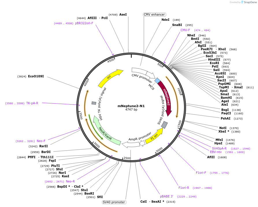 54837-plasmid-map-sequence-id-162708