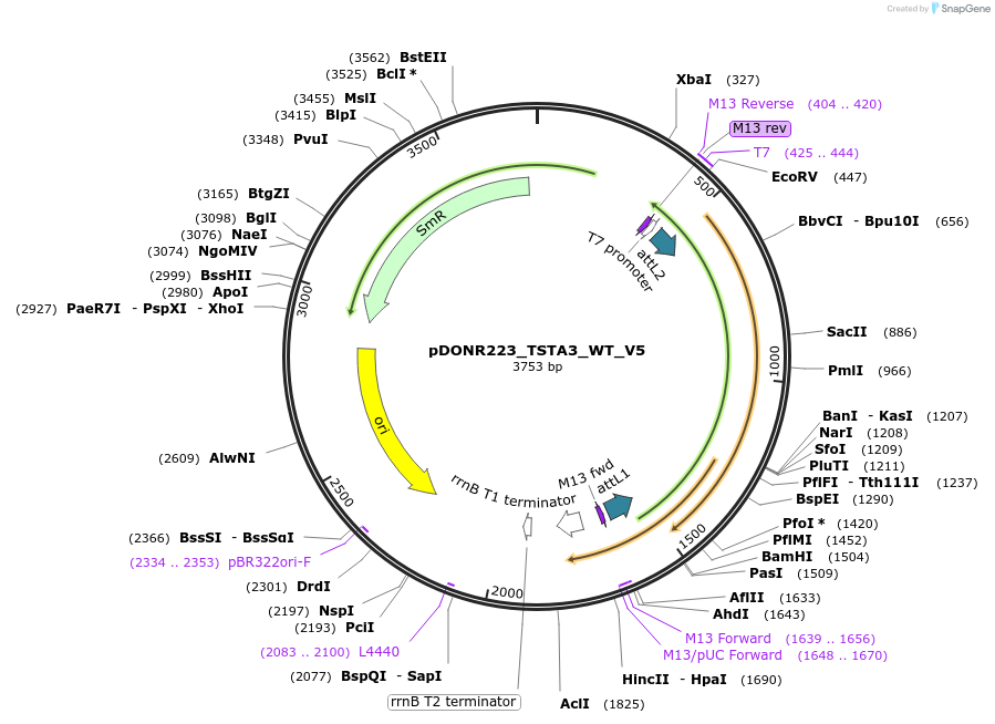 82967-plasmid-map-sequence-id-162717