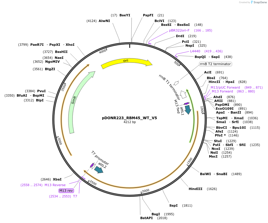 82968-plasmid-map-sequence-id-162724