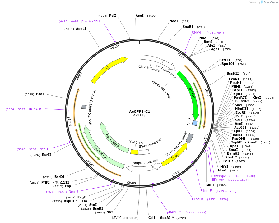 54607-plasmid-map-sequence-id-162738