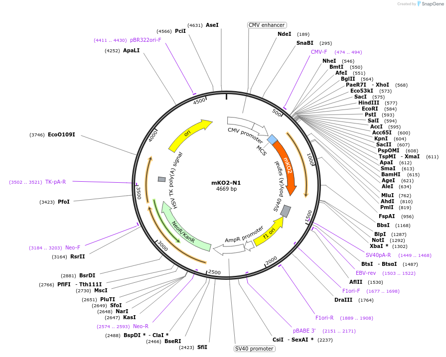 54625-plasmid-map-sequence-id-162741