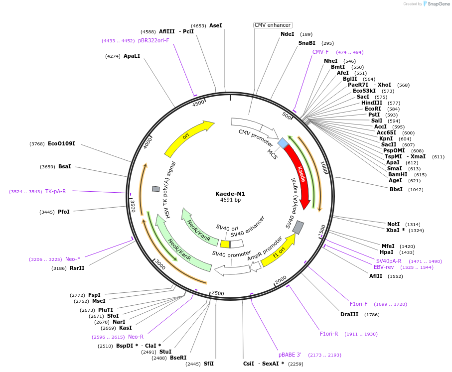 54726-plasmid-map-sequence-id-162751