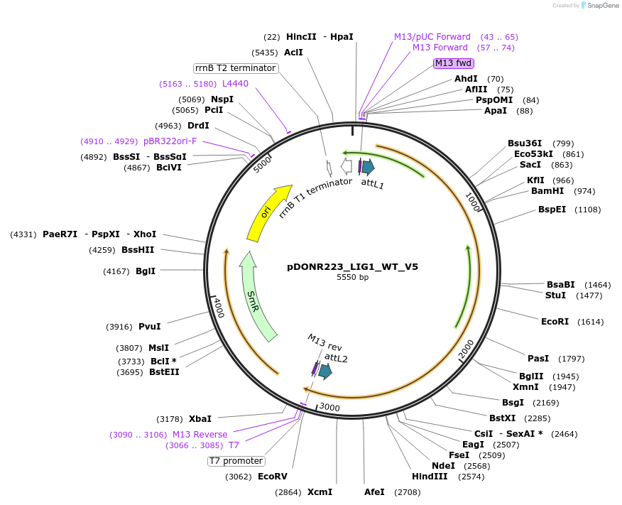 83006-plasmid-map-sequence-id-162759