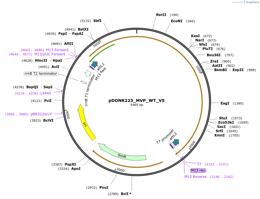 82977-plasmid-map-sequence-id-162782
