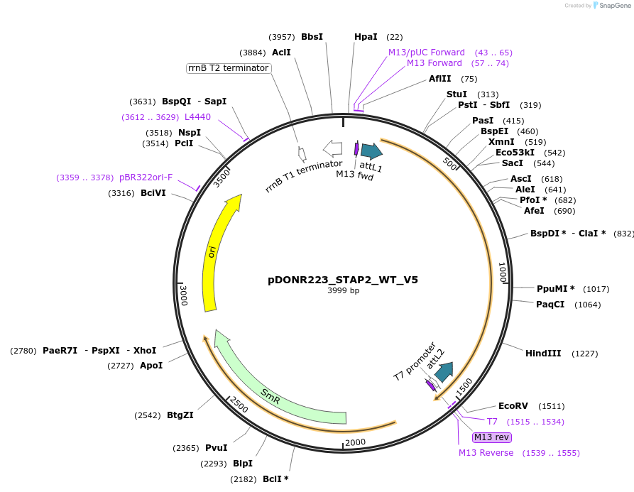83000-plasmid-map-sequence-id-162784