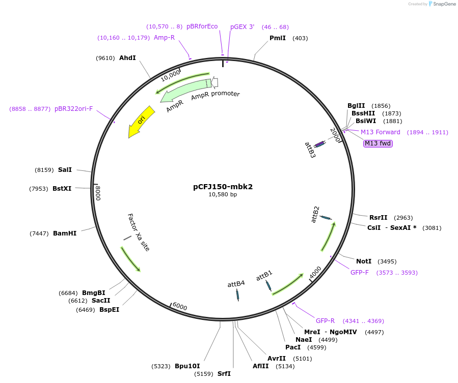 80360-plasmid-map-sequence-id-162806