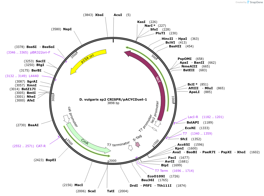 81186-plasmid-map-sequence-id-162820