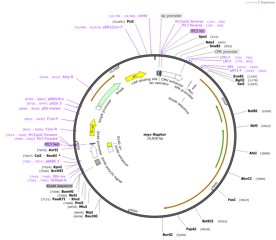 1859-plasmid-map-sequence-id-162821