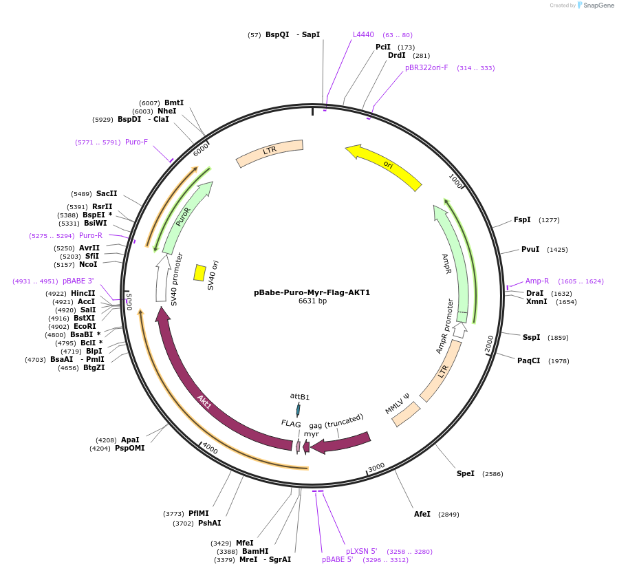 15294-plasmid-map-sequence-id-162830