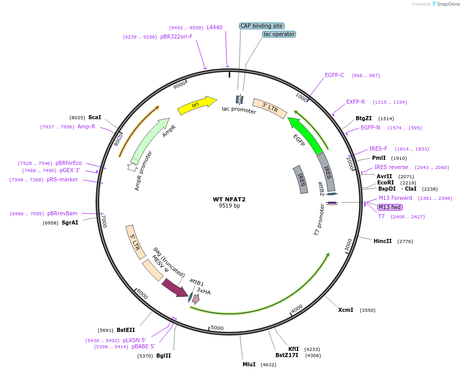 11101-plasmid-map-sequence-id-162850