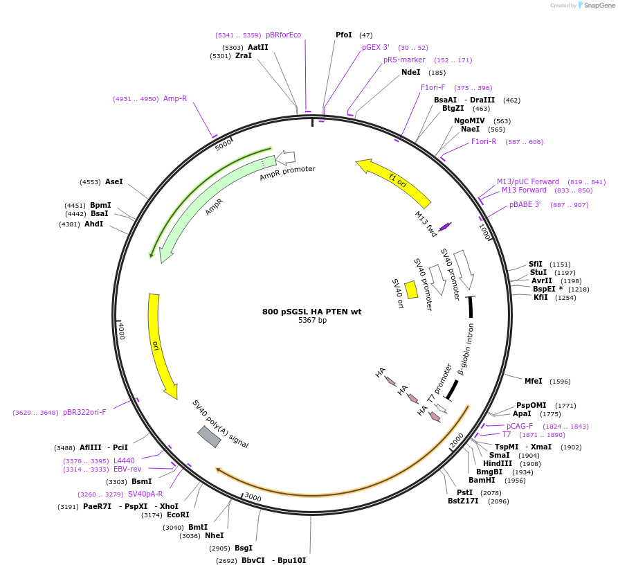 10750-plasmid-map-sequence-id-162851