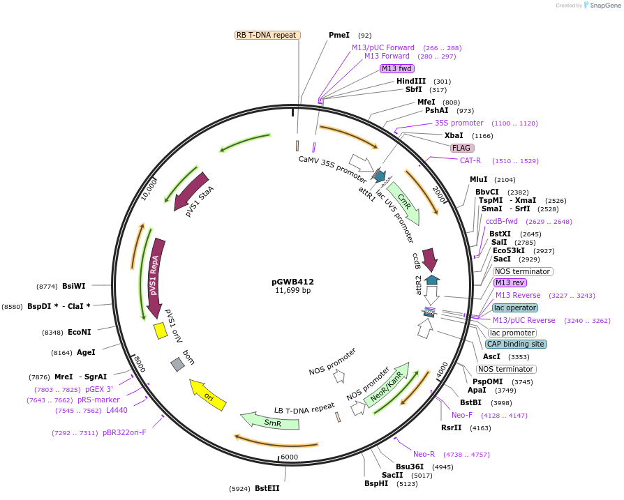 74806-plasmid-map-sequence-id-162883