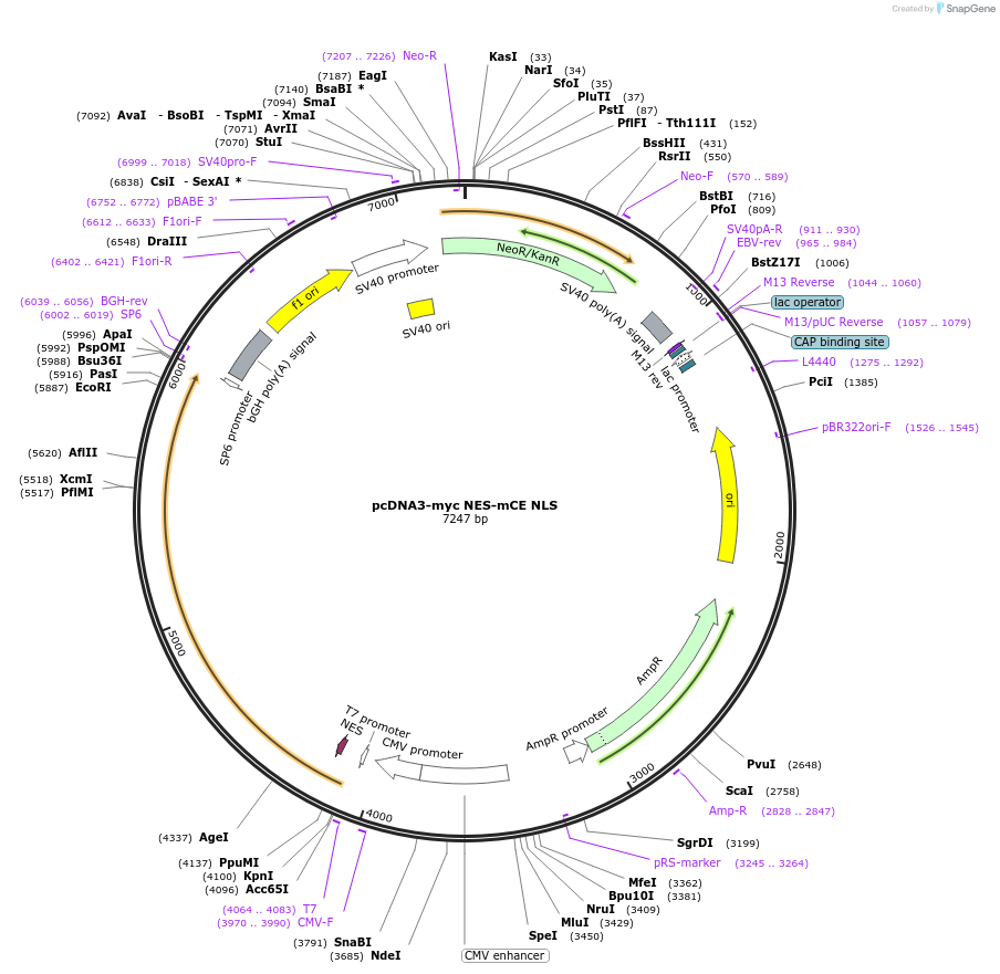 82466-plasmid-map-sequence-id-162884