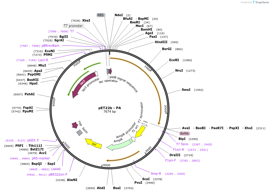 84863-plasmid-map-sequence-id-162889