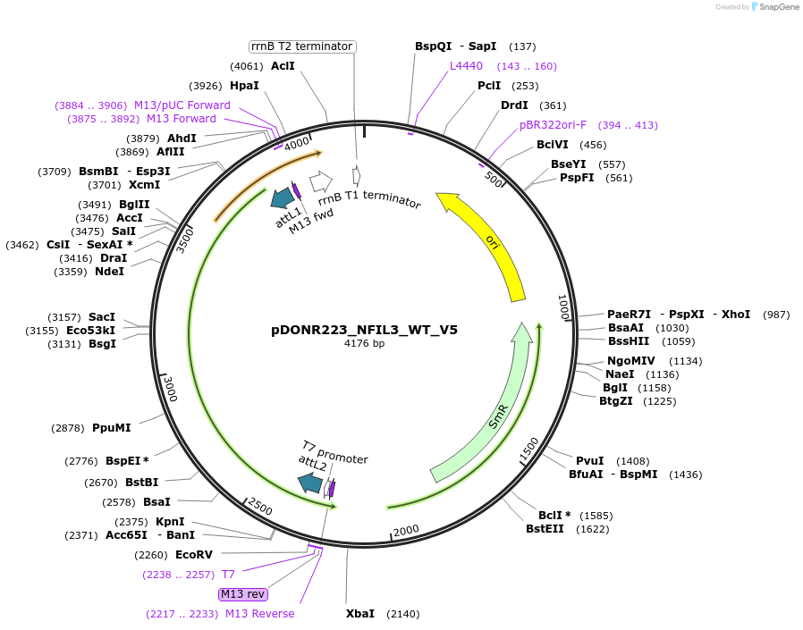 82985-plasmid-map-sequence-id-162904