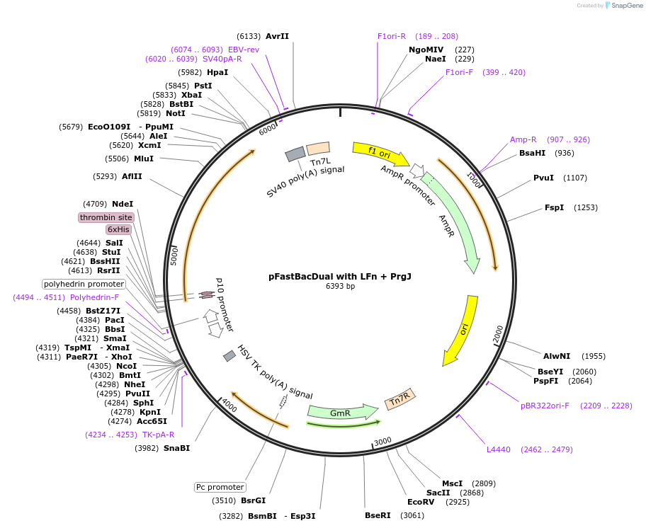 84869-plasmid-map-sequence-id-162908