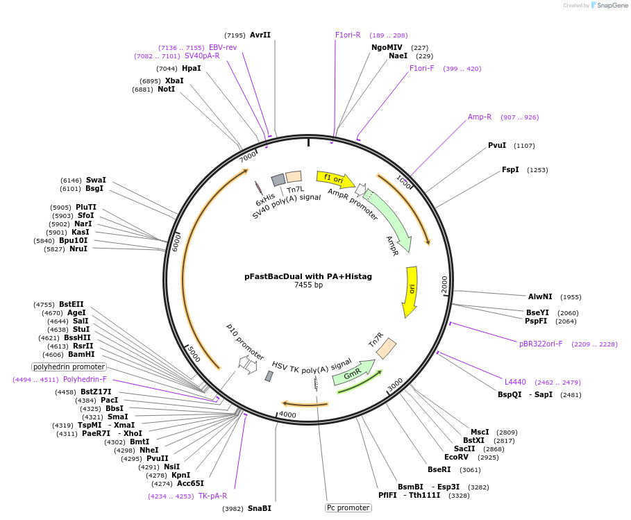 84870-plasmid-map-sequence-id-162918