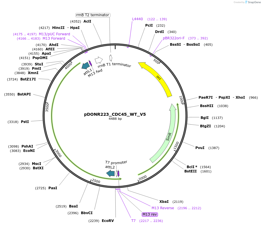 82990-plasmid-map-sequence-id-162920