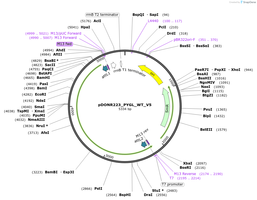 82991-plasmid-map-sequence-id-162921