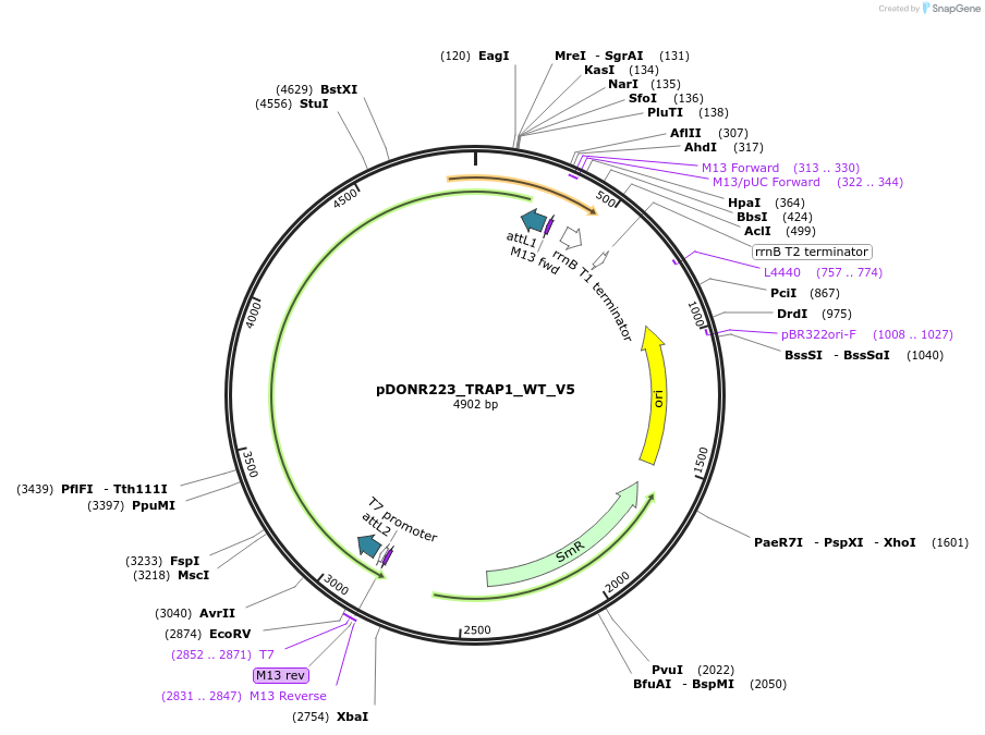 82994-plasmid-map-sequence-id-162927