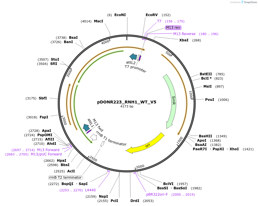 82995-plasmid-map-sequence-id-162929