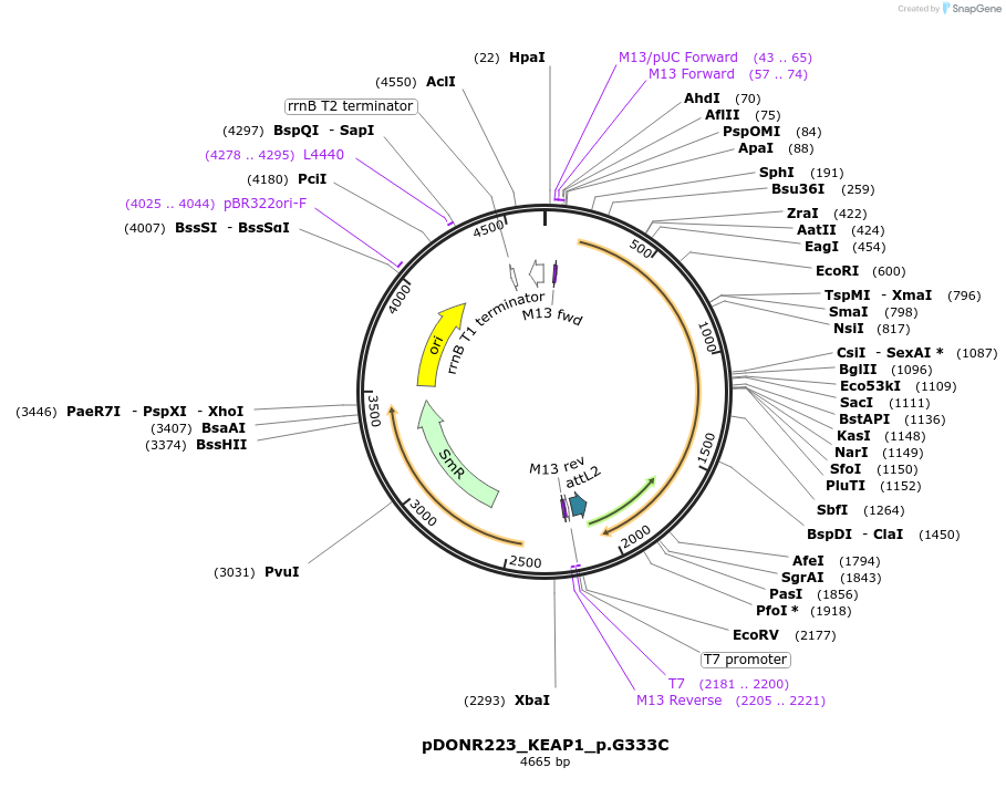 82835-plasmid-map-sequence-id-162996