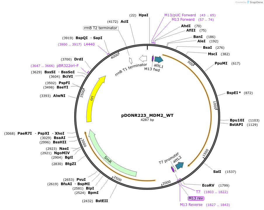 82897-plasmid-map-sequence-id-163009