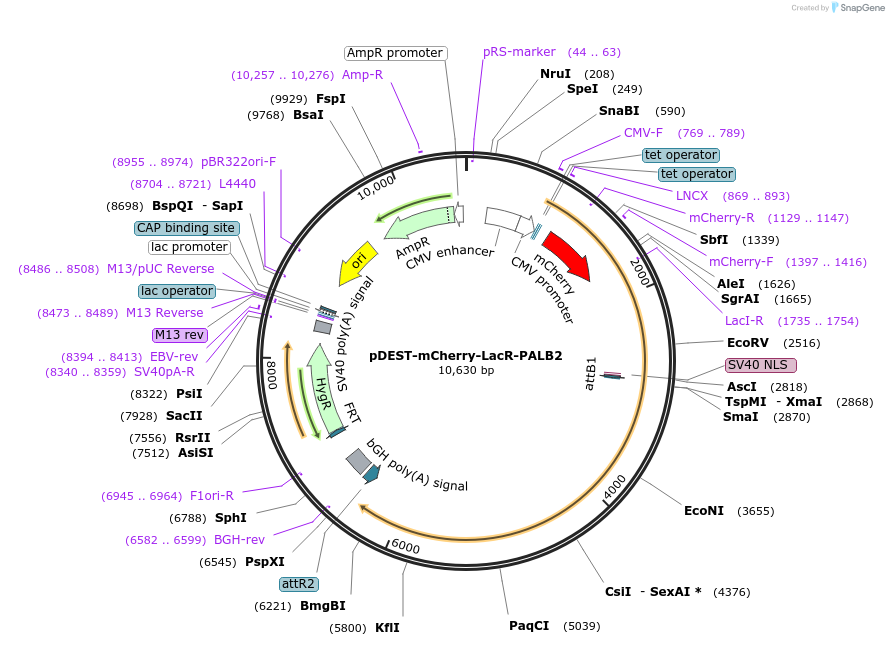71112-plasmid-map-sequence-id-163023