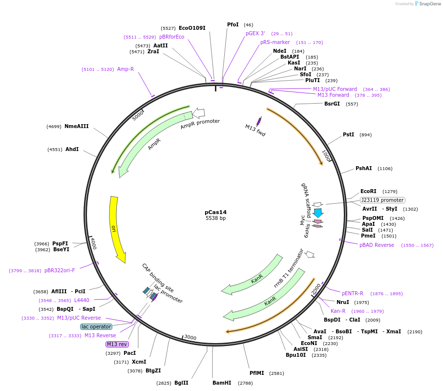 82382-plasmid-map-sequence-id-163052