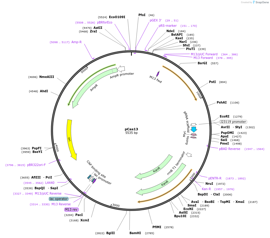 82381-plasmid-map-sequence-id-163053