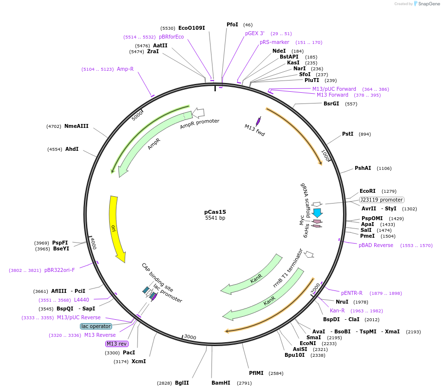 82383-plasmid-map-sequence-id-163054