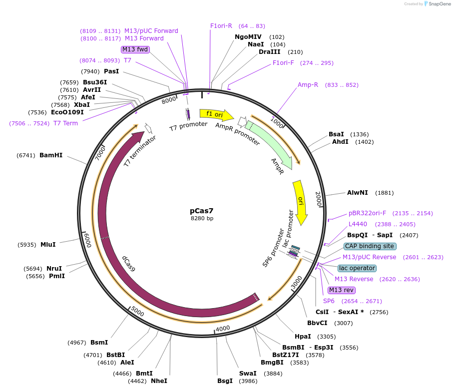 82379-plasmid-map-sequence-id-163056