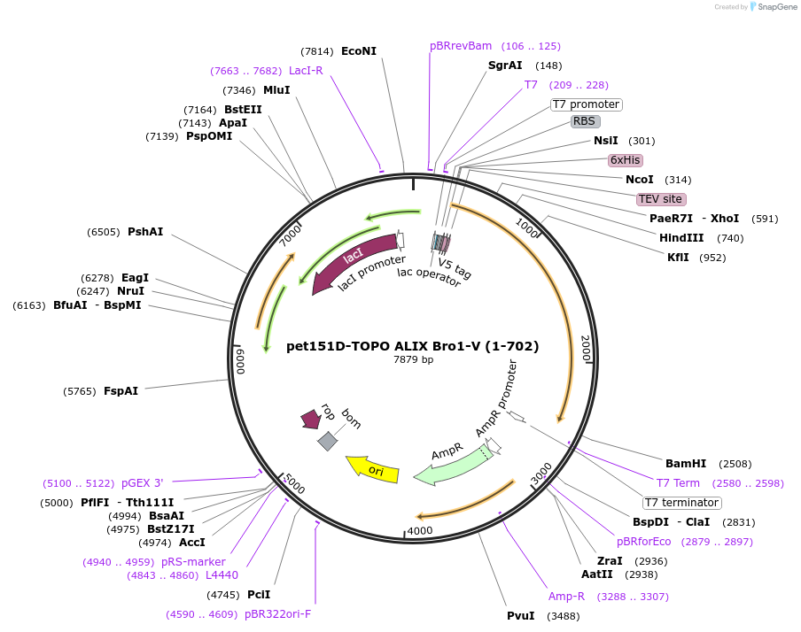 80642-plasmid-map-sequence-id-163060