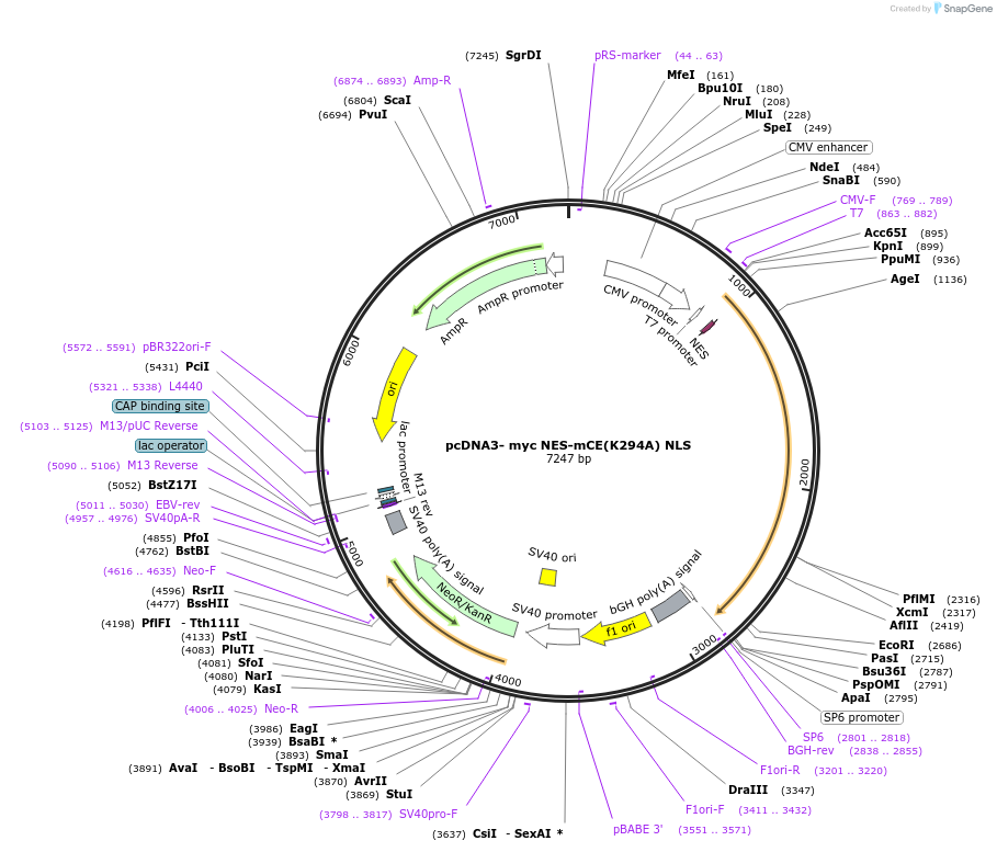 82467-plasmid-map-sequence-id-163071