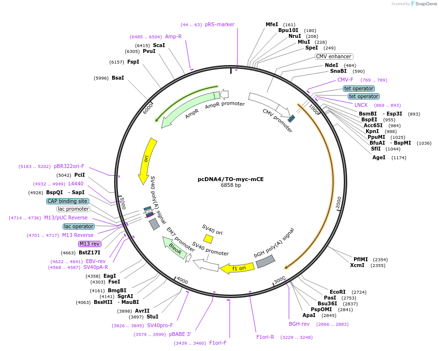 82470-plasmid-map-sequence-id-163074