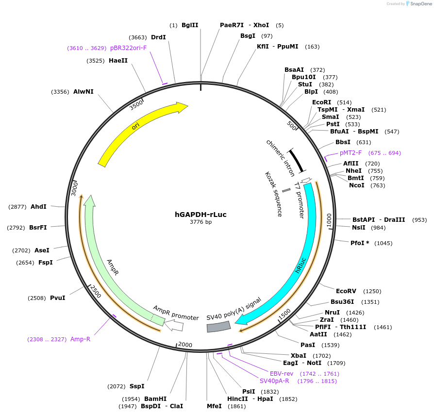 82479-plasmid-map-sequence-id-163078