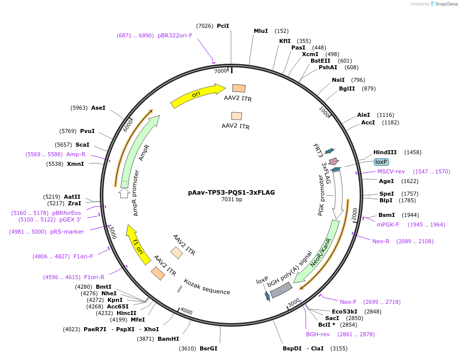 163082_map