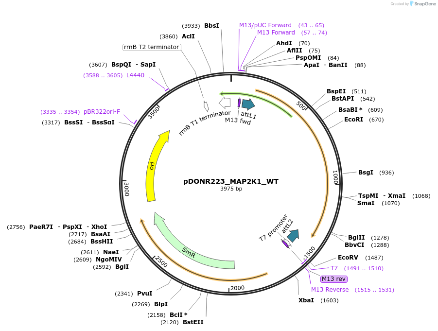 82139-plasmid-map-sequence-id-163114