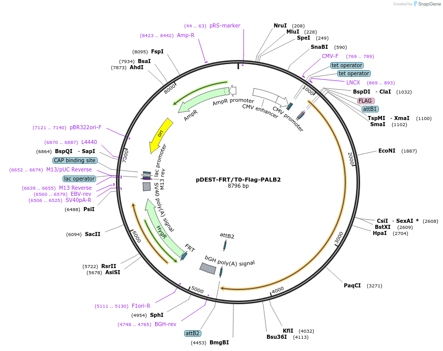 71114-plasmid-map-sequence-id-163147