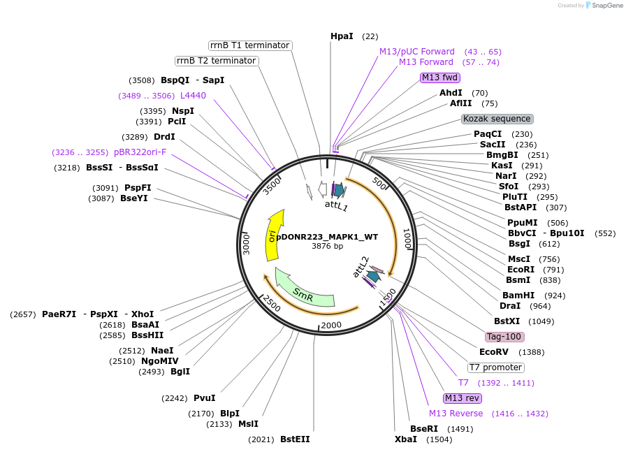 82145-plasmid-map-sequence-id-163162