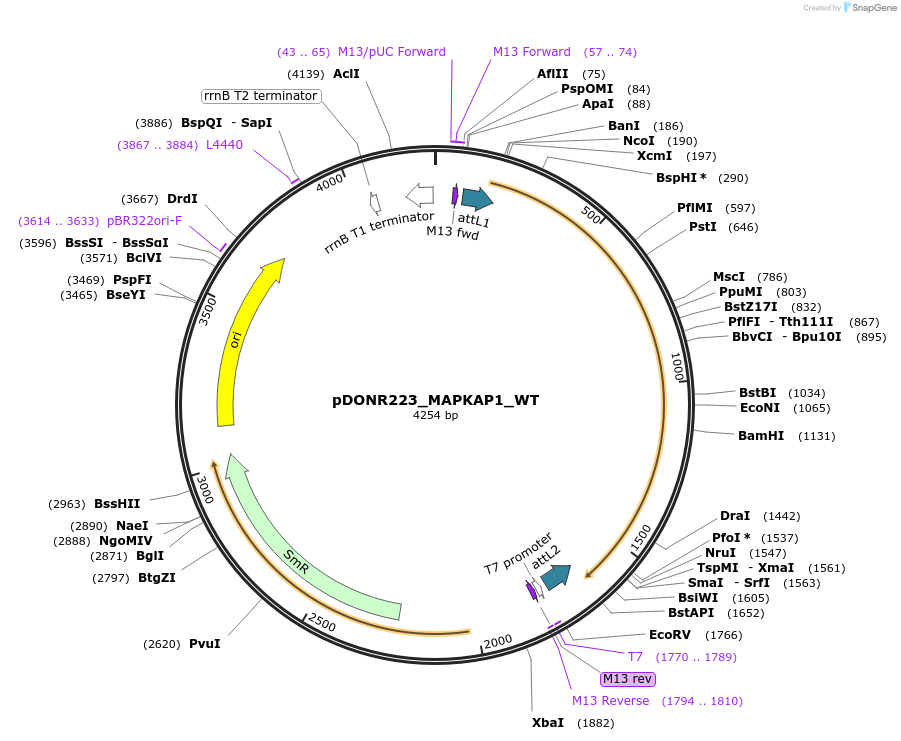 82146-plasmid-map-sequence-id-163165