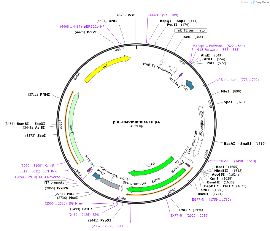 80821-plasmid-map-sequence-id-163170