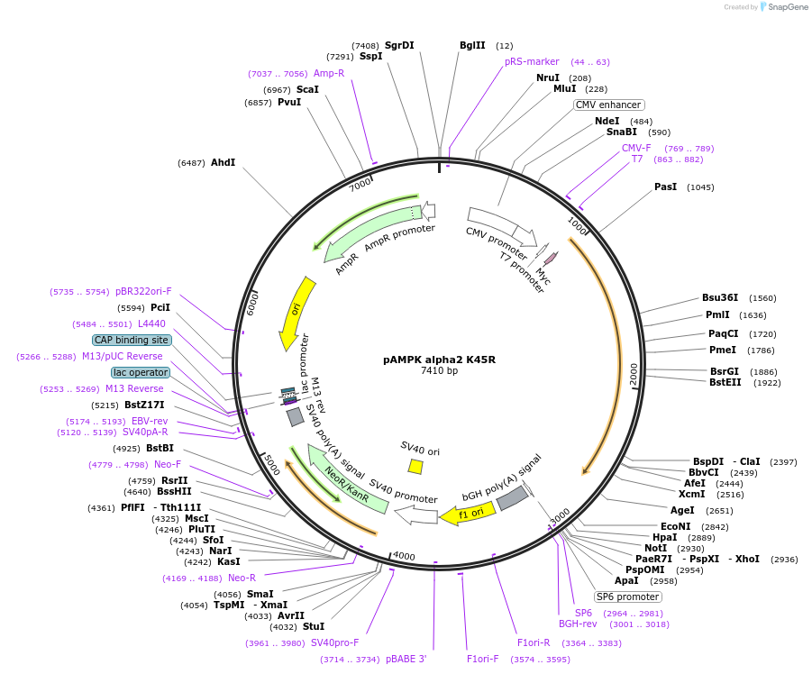 15992-plasmid-map-sequence-id-163187