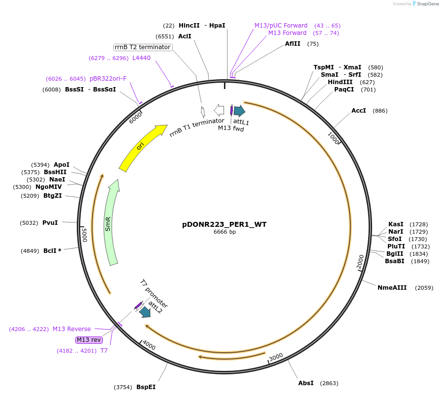 82152-plasmid-map-sequence-id-163189