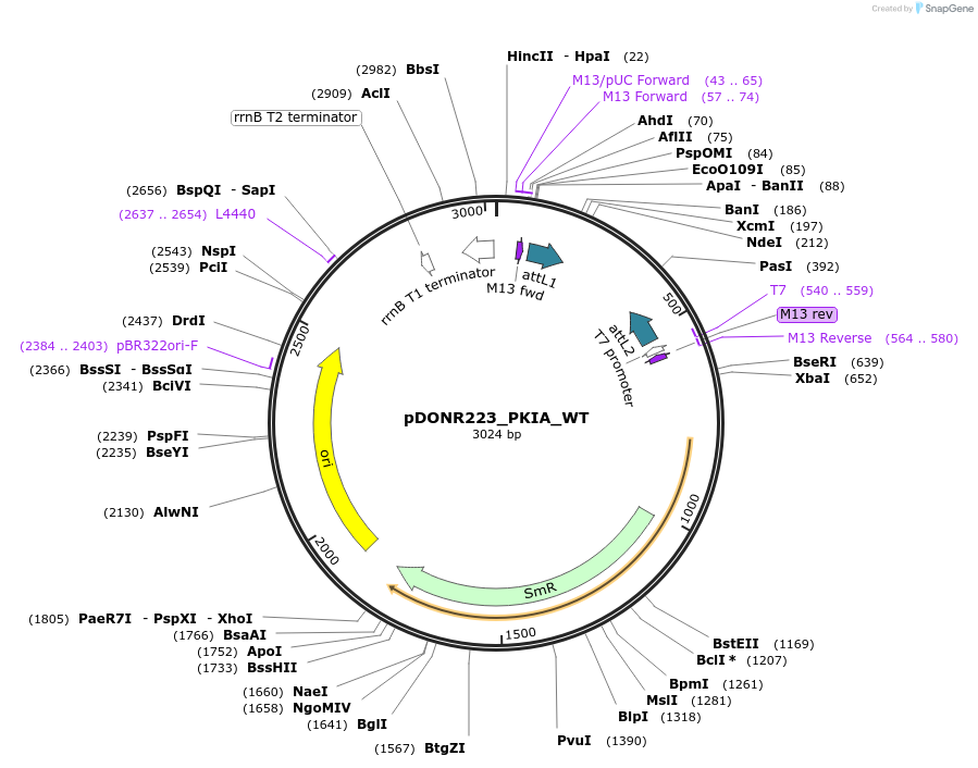 82153-plasmid-map-sequence-id-163199